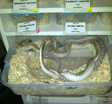 WS x Ghost Breeding