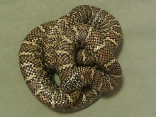One of my Favs - Original female Brooksi