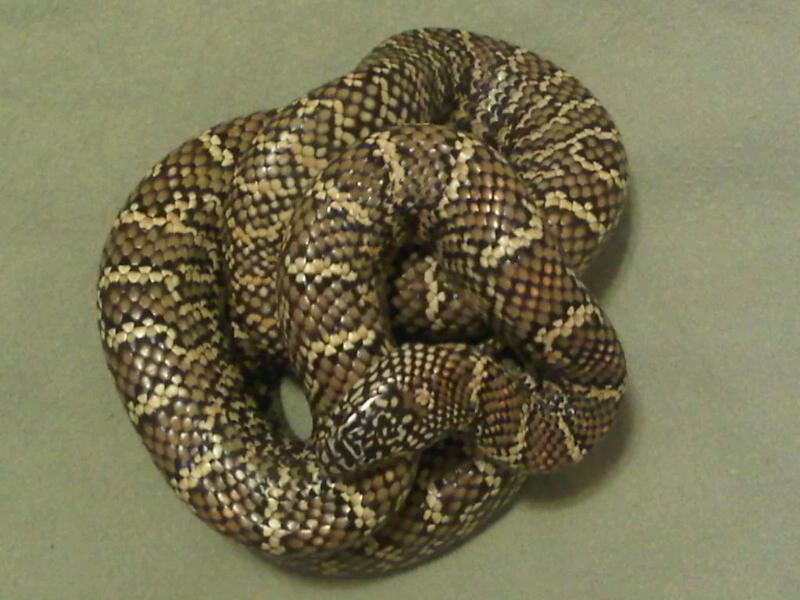 One of my Favs - Original female Brooksi