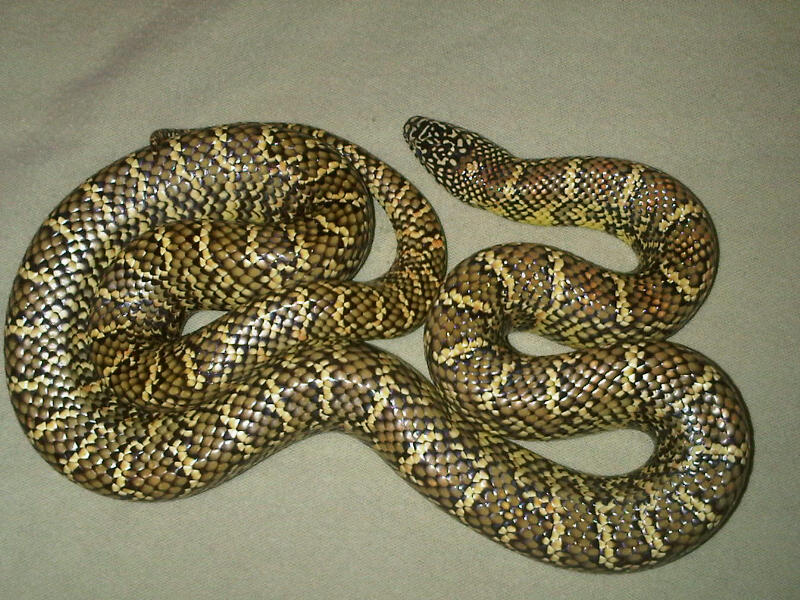 One of my Favs - Original female Brooksi