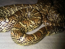 One of my Favs - Original female Brooksi
