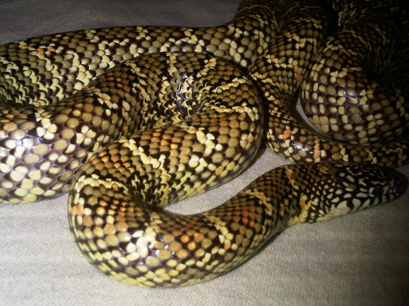 One of my Favs - Original female Brooksi