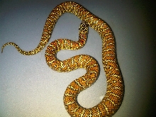 het PB female