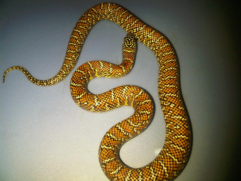 het PB female