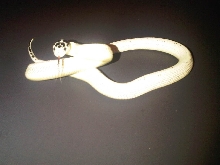 Hi-White Cal King (male)