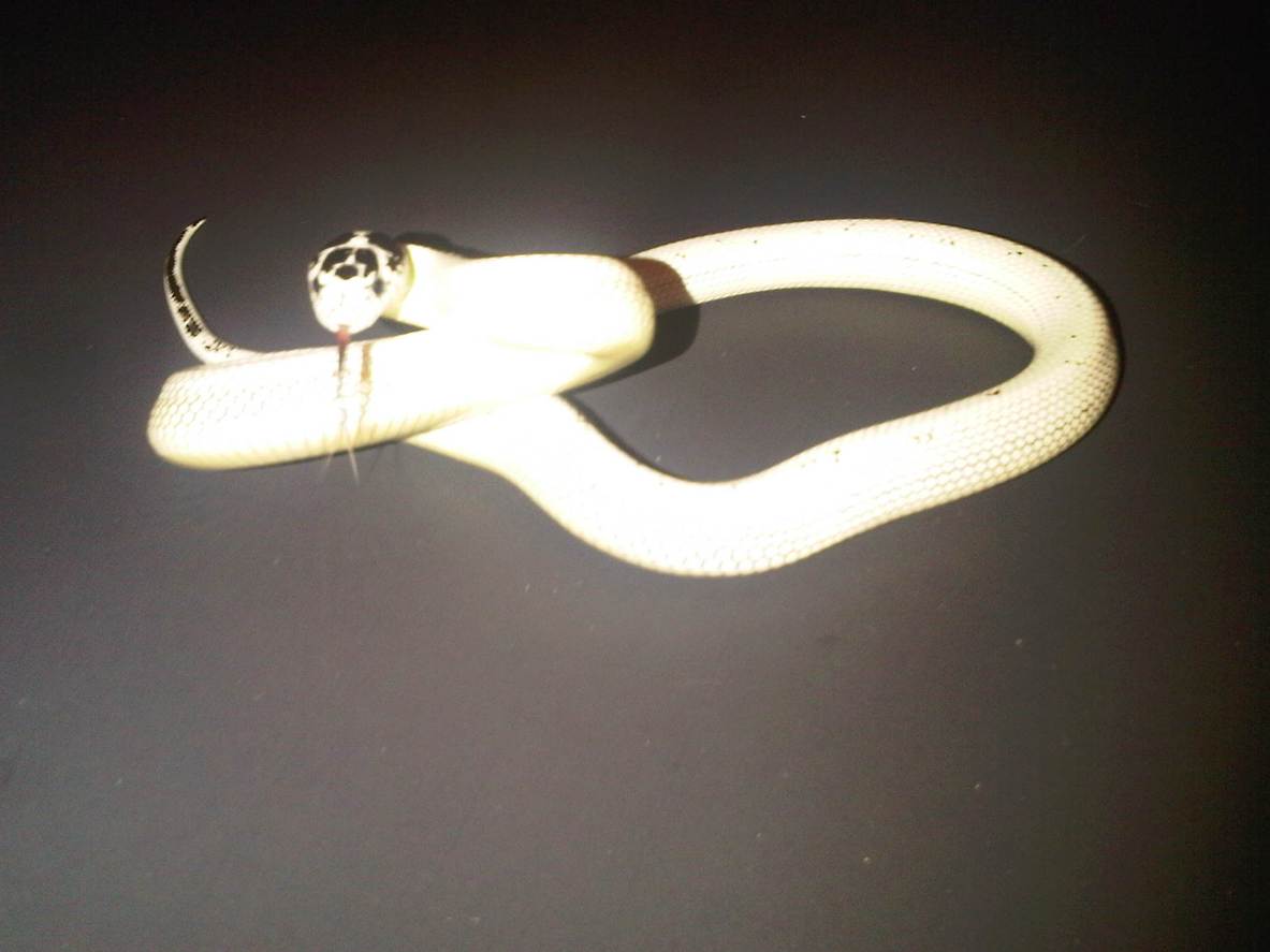 Hi-White Cal King (male)