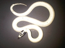 Hi-White