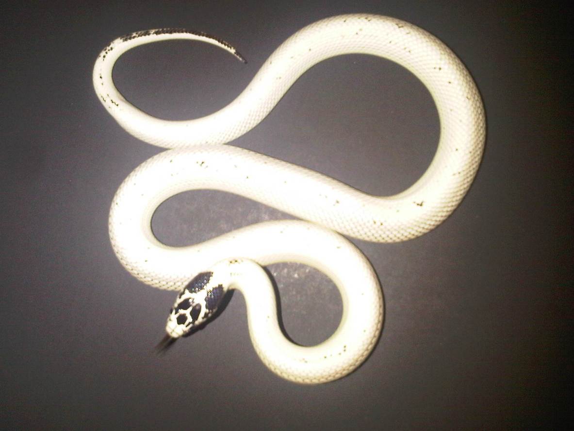 Hi-White