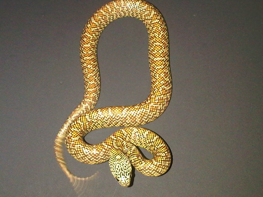 Peanut Butter Brooks (male)