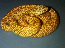 PB male