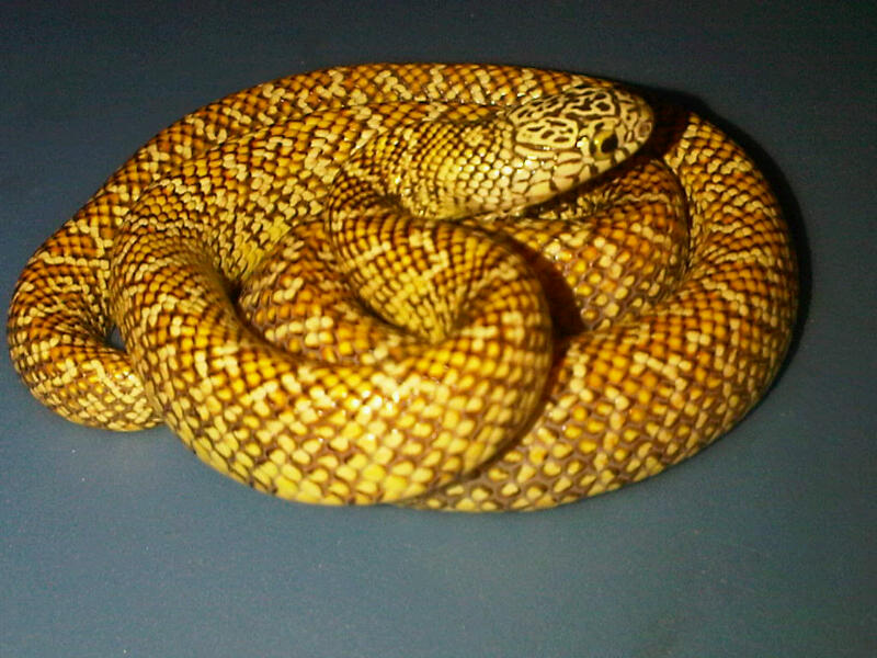 PB male