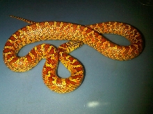 Quad het (ws/hypo/lav/pb) male