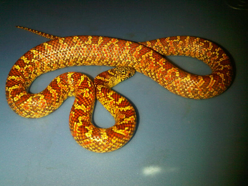 Quad het (ws/hypo/lav/pb) male