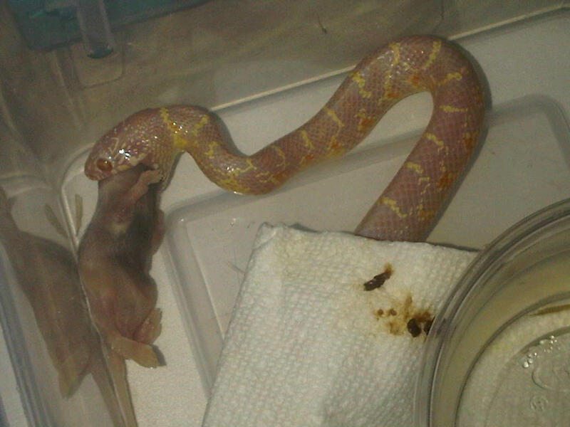 Female TNeg Florida