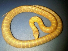 T Neg Albino male