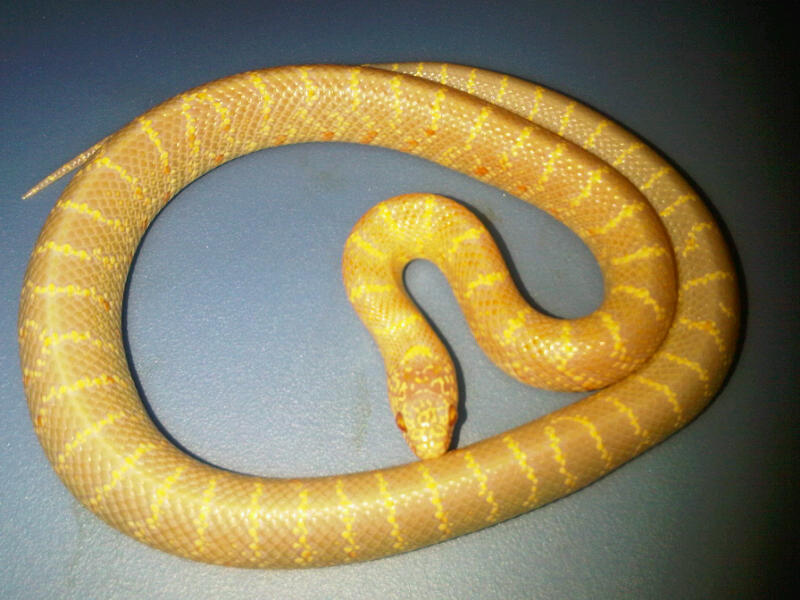 T Neg Albino male