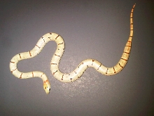Thayeri - Green Phase Leonis (female)