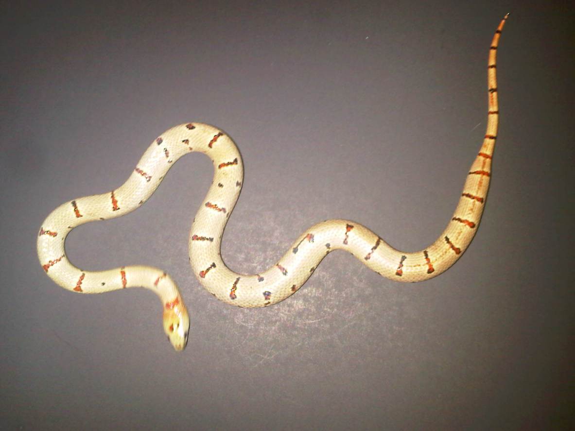 Thayeri - Green Phase Leonis (female)