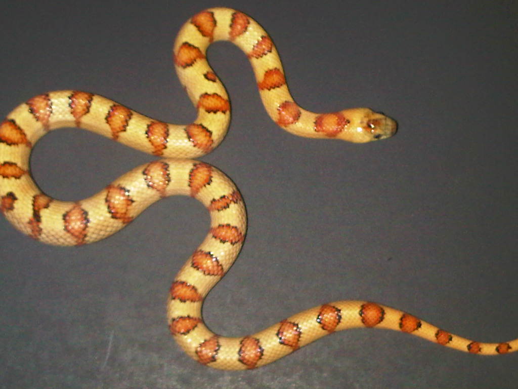 Thayeri - Orange Phase (male)