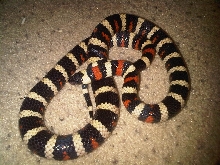 Zonata (male)