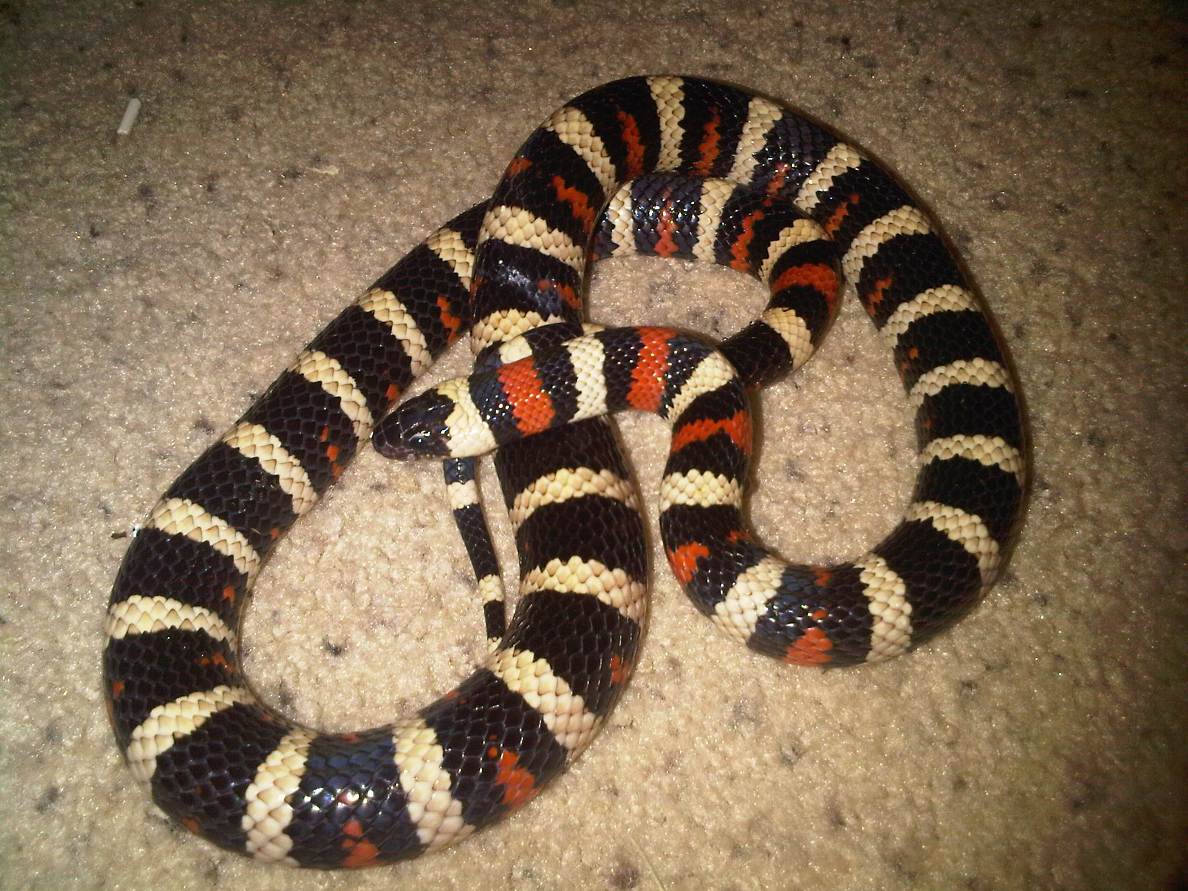 Zonata (male)