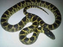 Adult male Splendida