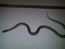 Splendida adult male