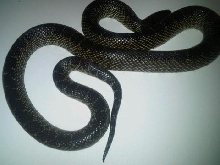 Splendida adult female