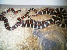 Zonata's breeding