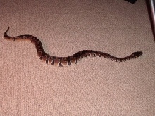 can anybody tell me what morph he is if any?