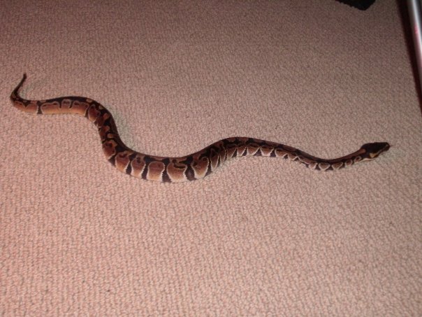can anybody tell me what morph he is if any?