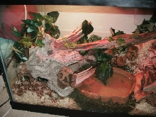 left side of cage
