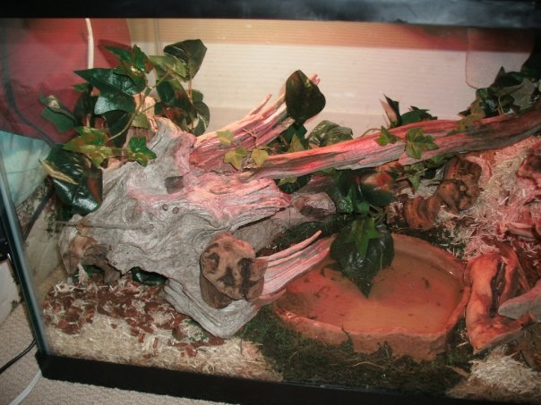 left side of cage
