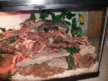 right side of my cage