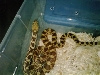 new female bull