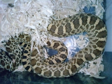 new male bull