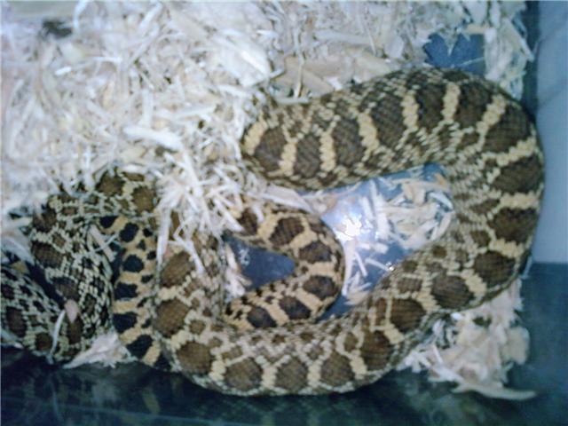 new male bull
