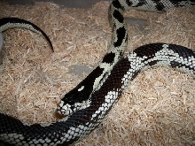 super sweet snake