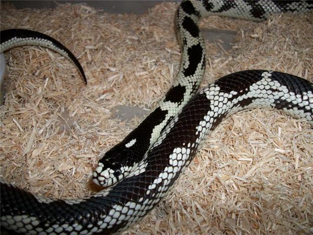 super sweet snake