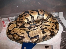 my male pastel