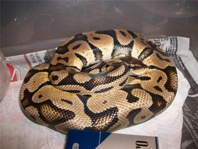 my male pastel