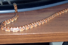 King snake- what kind?