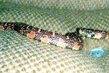 arthur king snake 1