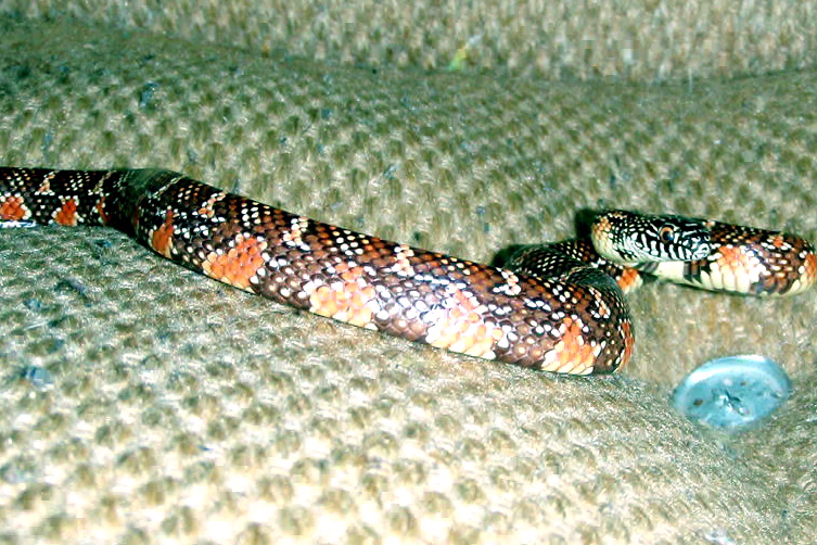 arthur king snake 1