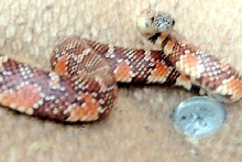 Arthur king snake 2