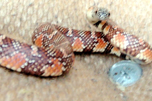 Arthur king snake 2