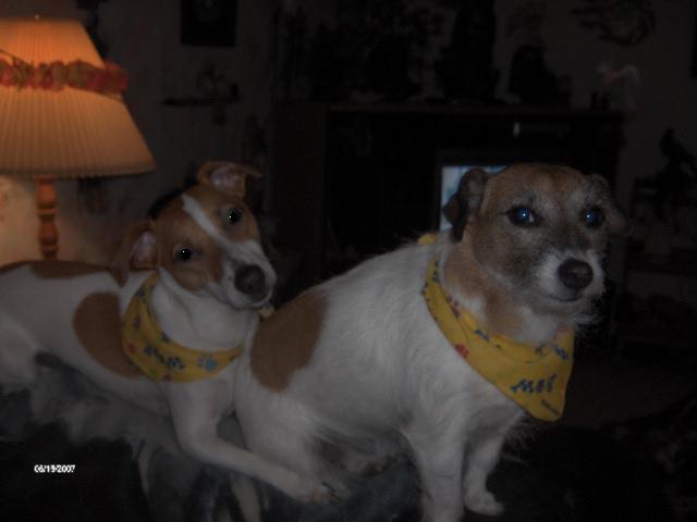 elmo & zoe