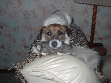 zoe & her  toy ferret