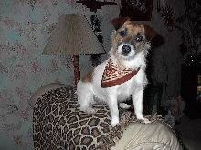 zoe's new bandana