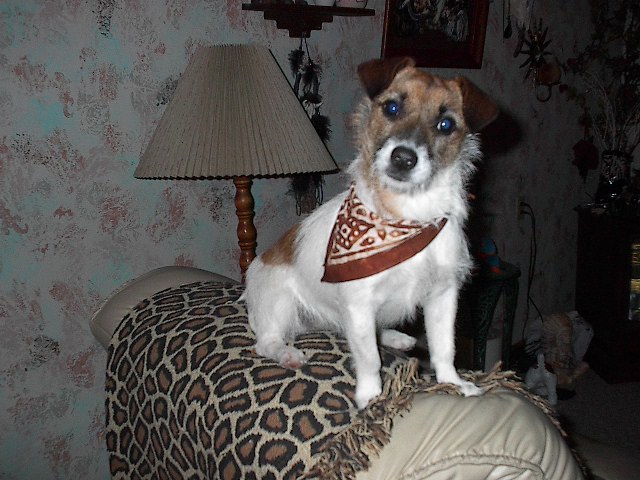 zoe's new bandana